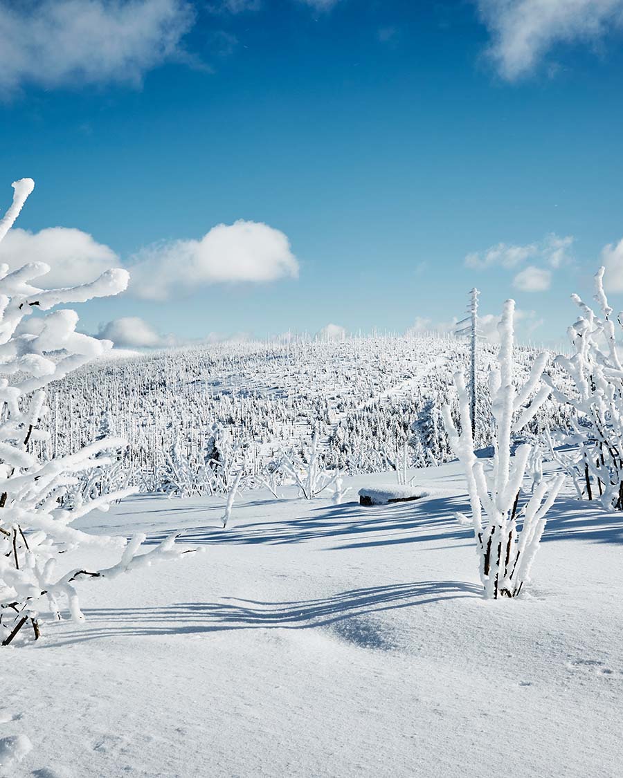 natur-winter-bayerischer-wald